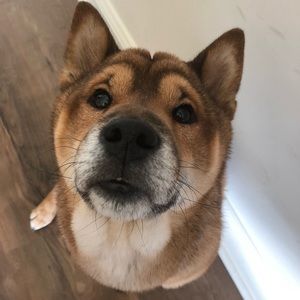 Meet your Posher, Feifei